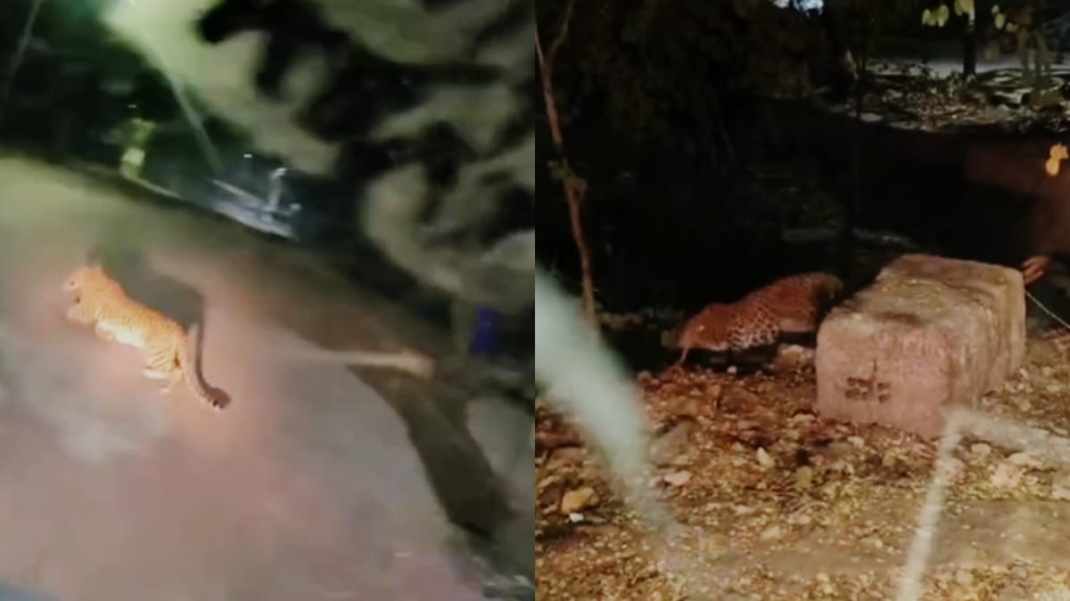 IIT बॉम्बे कैंपस में फिर दिखा तेंदुआ, सुरक्षा को लेकर बढ़ी चिंता