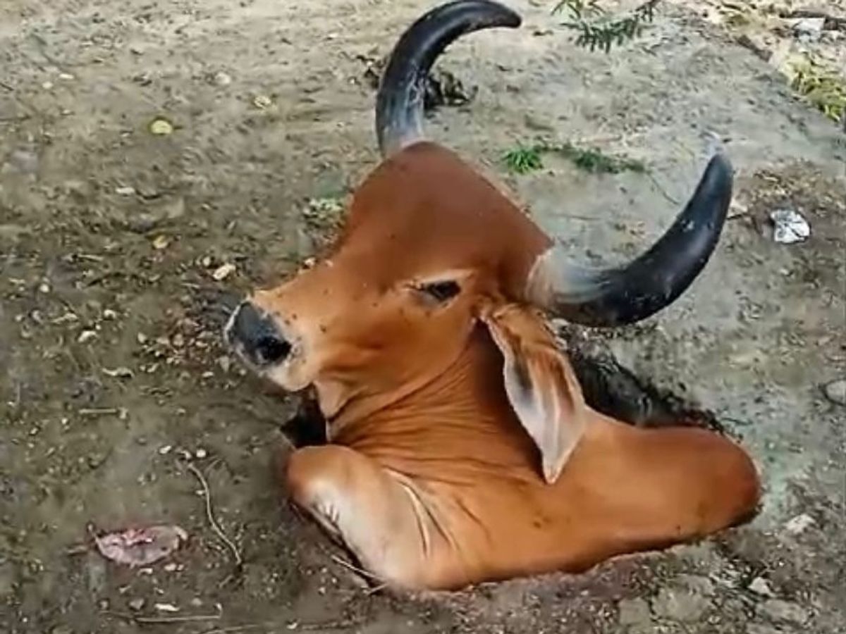 ग्रेटर नोएडा: खुले नाले में गिरा गोधन, गंभीर रूप से चोटिल, नागरिकों ने निकाला बाहर