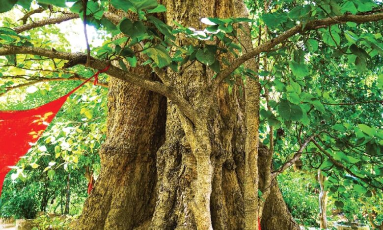 अविनाशी काशी में सबसे ज्यादा विरासत वृक्ष, पूरे प्रदेश में 948 पेड़ों को मिला विरासत का दर्जा