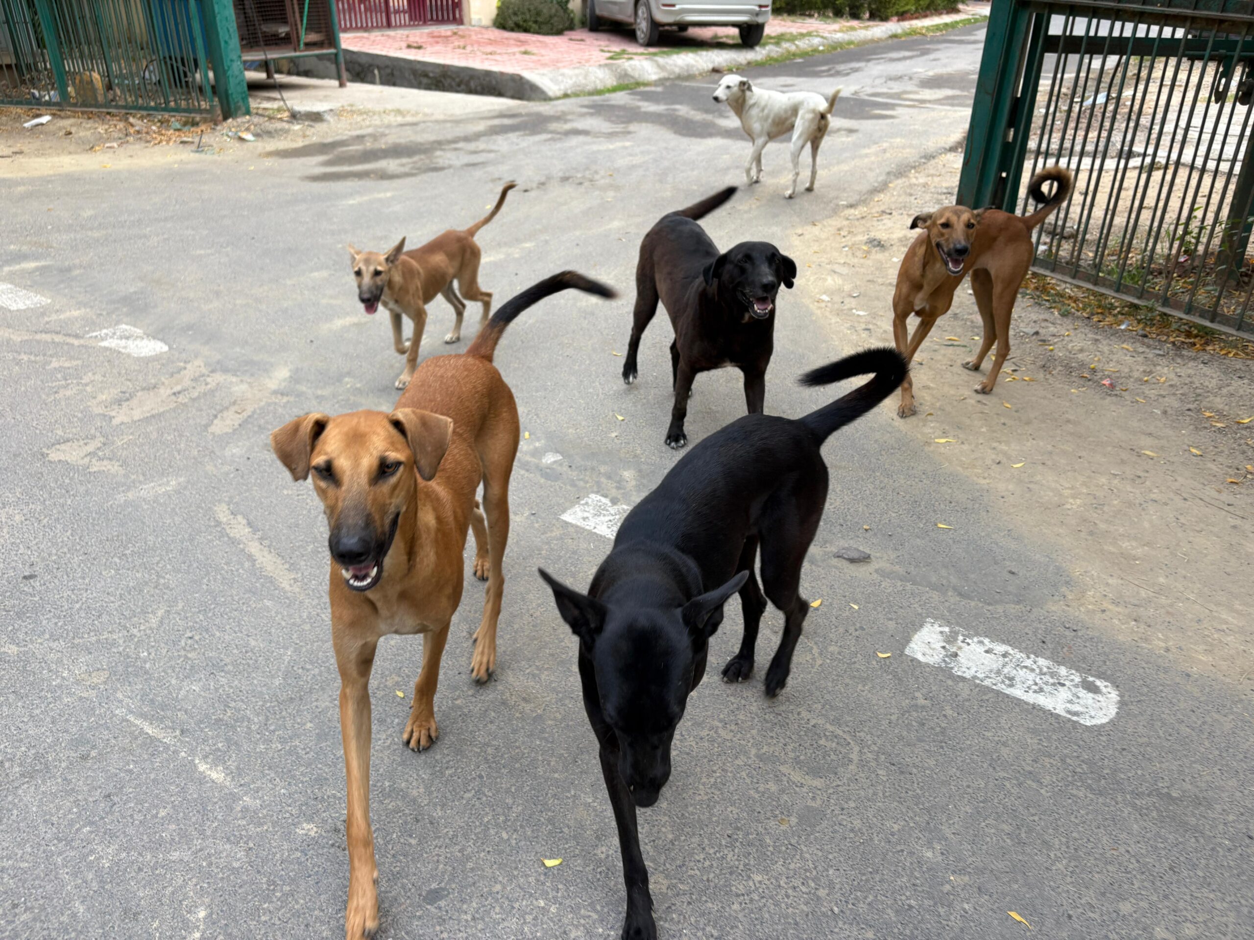 ग्रेटर नोएडा में आवारा पशुओं की समस्या, सुप्रीम कोर्ट के आदेश पर उठे सवाल