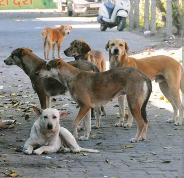 ग्रेटर नोएडा में आवारा कुत्तों का आतंक, गामा-1 और जू-3 के लोग परेशान, प्राधिकरण से कर्यावाई की मांग