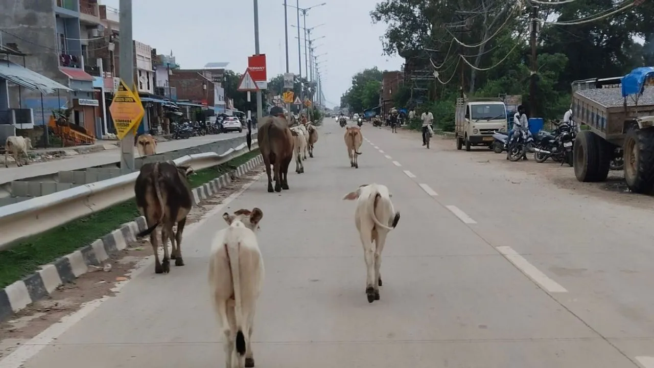 सड़कों पर घूमते पशु बने खतरा, प्रशासन की लापरवाही उजागर